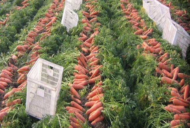 胡萝卜种植的田间管理技术