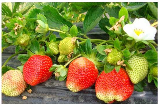 草莓种植管理