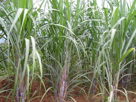 甘蔗种植田间管理