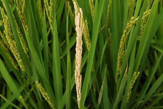 水稻常见病害防治