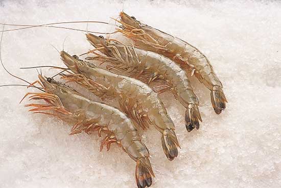 青虾养殖的鱼虾混养技术