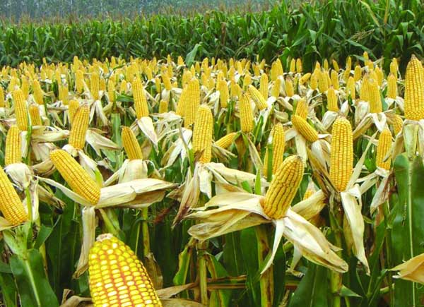 玉米不结或虽有但不结实,籽粒不饱满等现象在我区玉米生产田