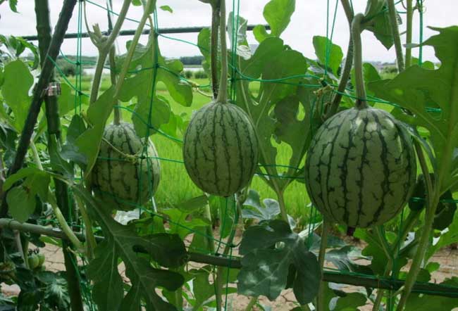 西瓜种植技术