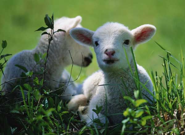 农产品养羊专题信息