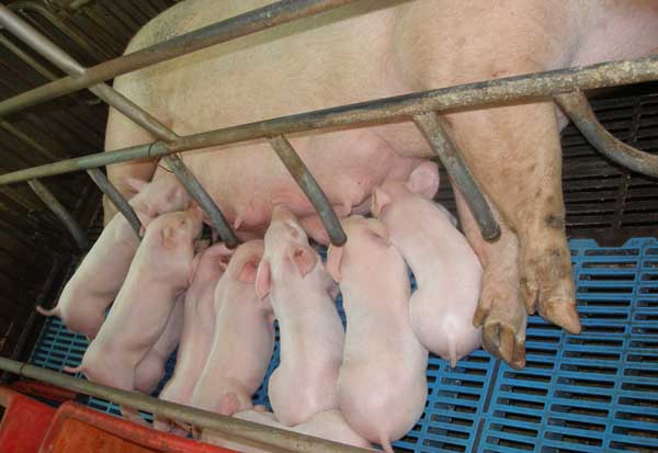 母猪产前不吃食应该怎么办?