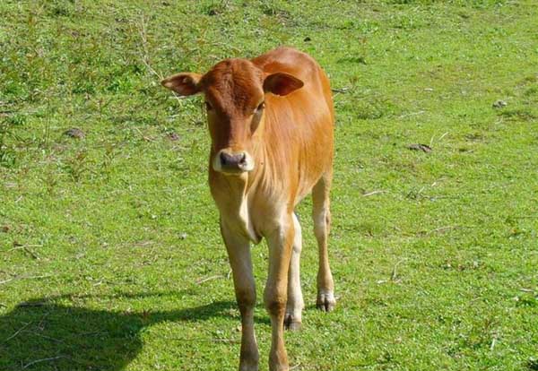牛养殖中胃肠道疾病的防治方法