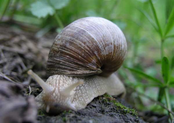 白玉蜗牛养殖中吃什么?
