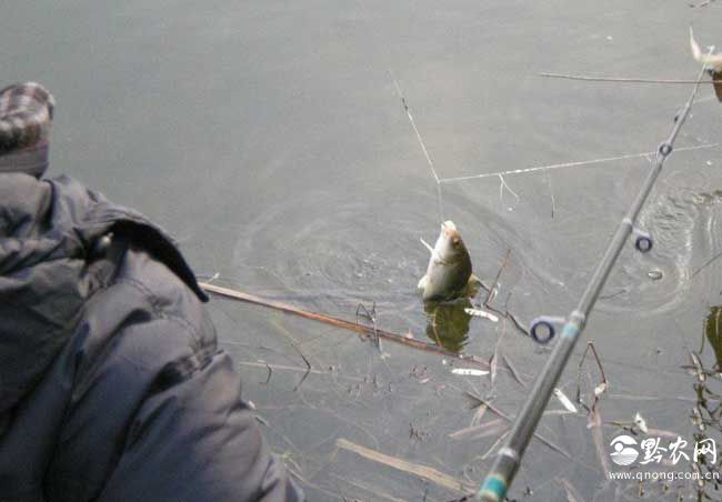 冬季钓鱼技巧