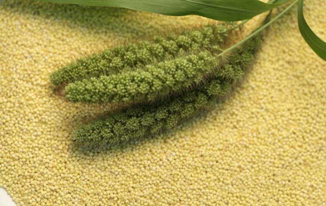 小米种植技术