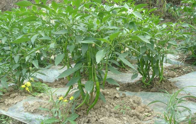 地膜辣椒高产栽培技术 蔬菜种植 黔农网