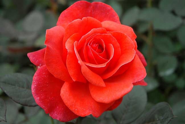 玫瑰花的花语是什么_玫瑰花的种植方法_玫瑰