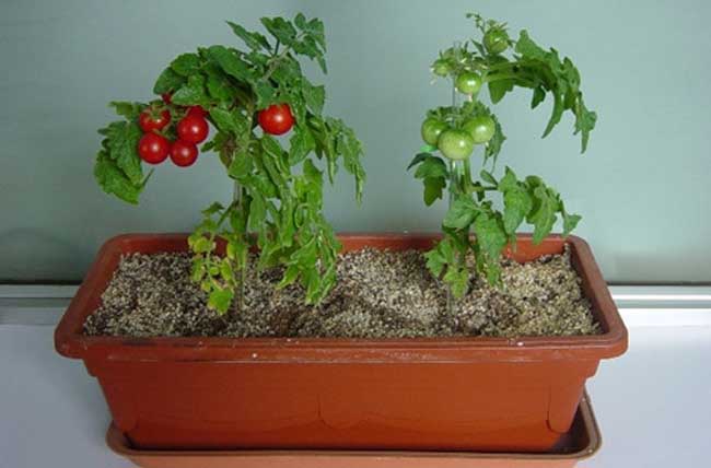 盆栽蔬菜的种植技术