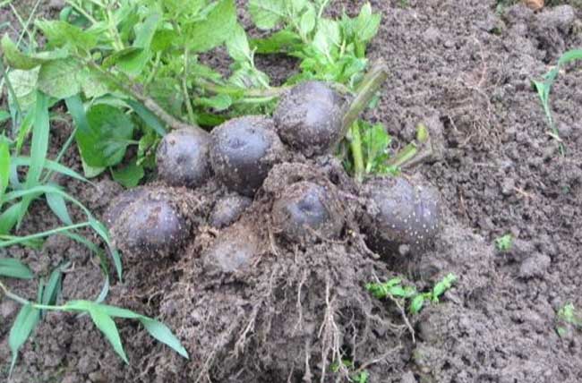 黑土豆种植技术