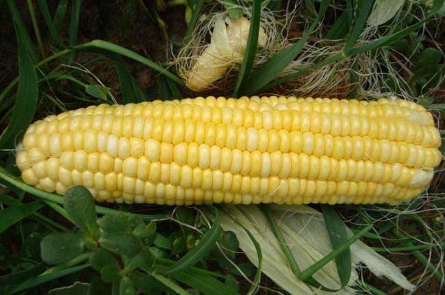 农产品玉米专题信息