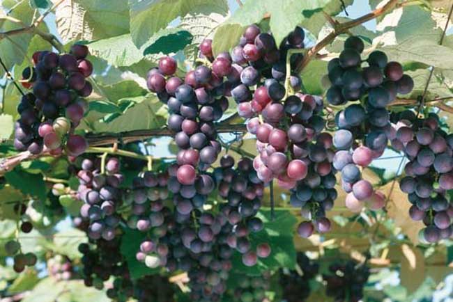 夏黑葡萄种植技术