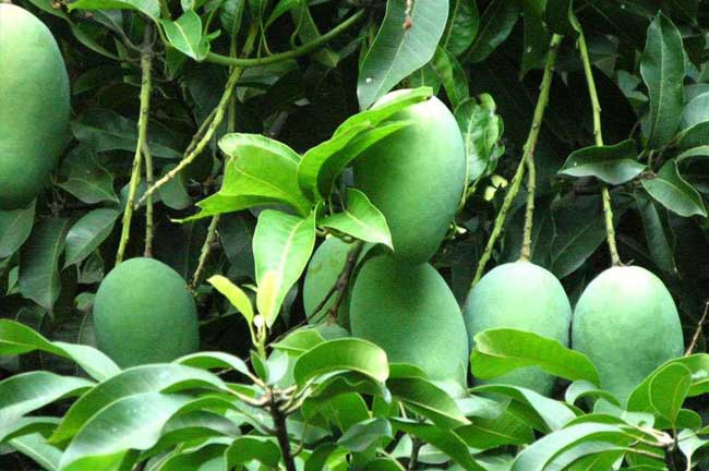 芒果种植与管理技术 
