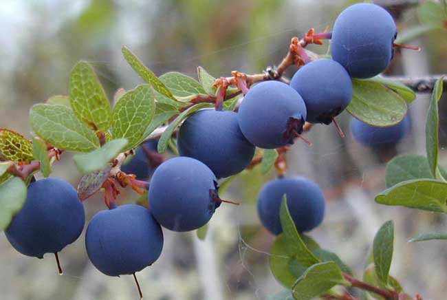 蓝莓种植技术 