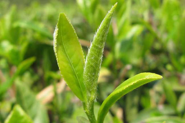 茶树育种品质鉴定方法