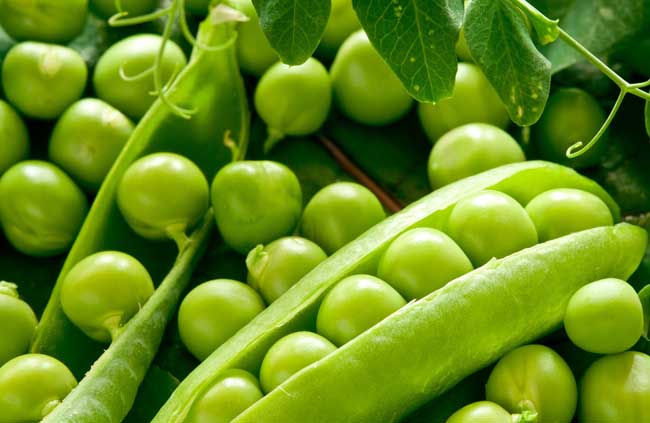 农产品豌豆专题信息