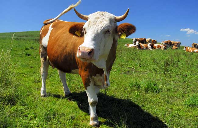 牛养殖的驱虫和防病技术