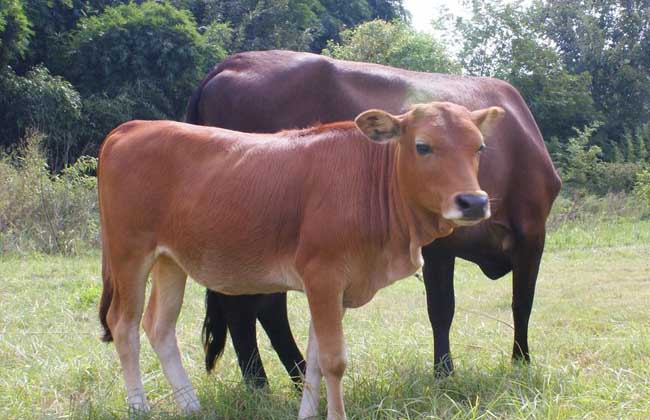 农产品养牛专题信息