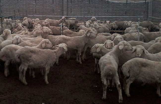 贵州山区养羊