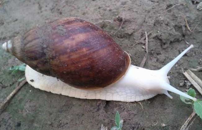 白玉蜗牛常见疾病的防治技术