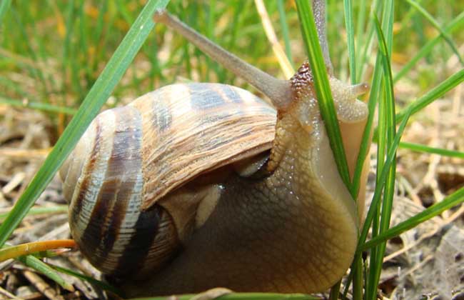 蜗牛的种类有哪些?
