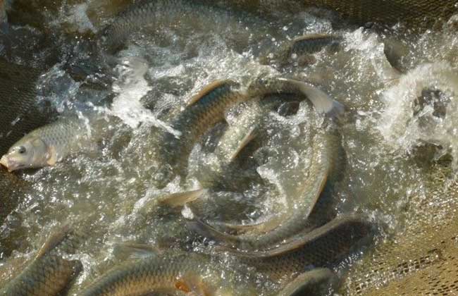 池塘主养草鱼一年两季高产技术