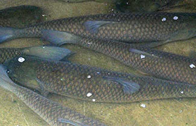 池塘主养草鱼一年两季高产技术