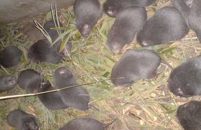 提高竹鼠的繁殖率的方法