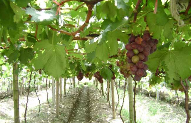 2018年葡萄种植技术视频
