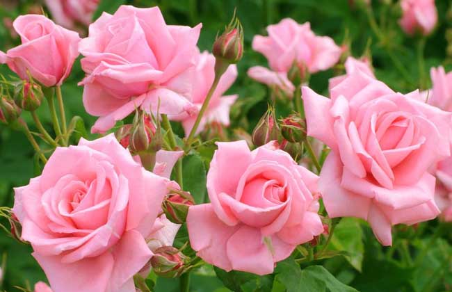 粉玫瑰花语和不同朵数所代表的意思