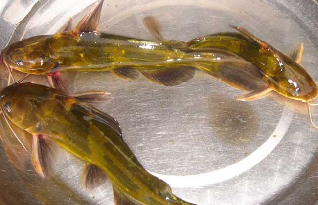 黄颡鱼的饲料配方和投喂方法