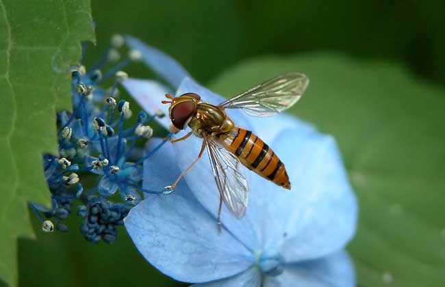 常见昆虫有哪些_有害和有益的昆虫_昆虫养殖