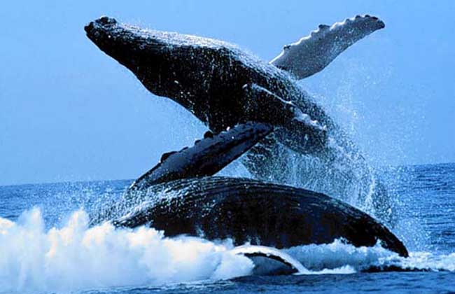 鲸鱼种类图片大全(3)