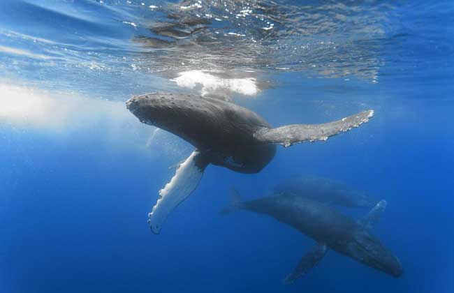 鲸鱼的祖先是什么动物