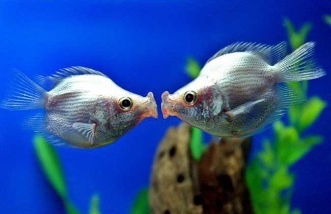 接吻鱼能长多大