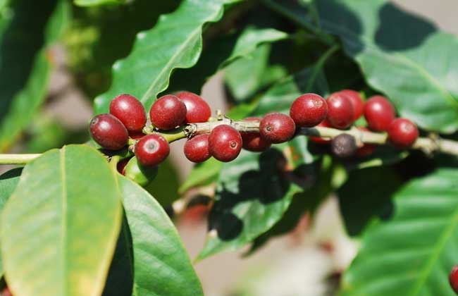 咖啡树种植条件