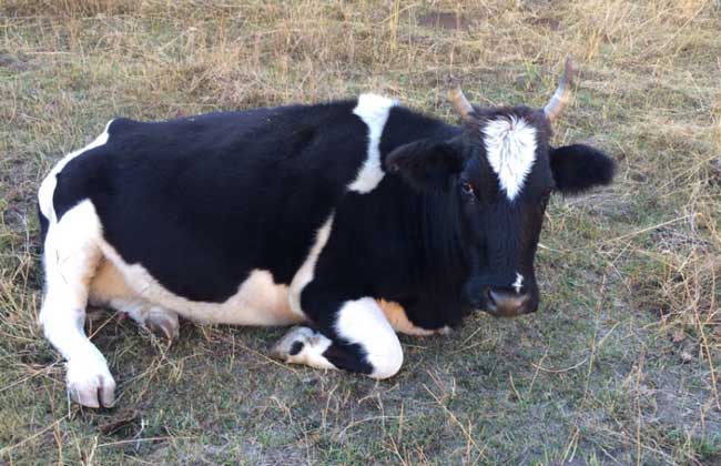 母牛的发情周期