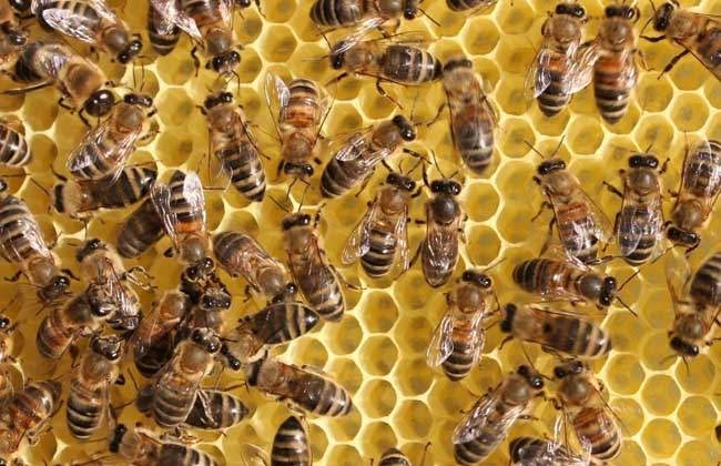 大排蜂怎么养殖（大排蜂能人工养吗）