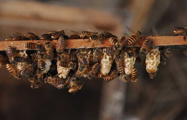 中华蜜蜂有几个品种（常见中蜂品种介绍）