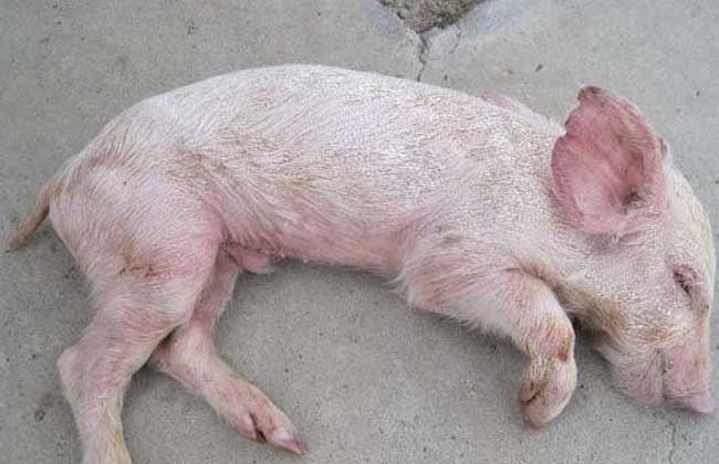 猪流行性腹泻