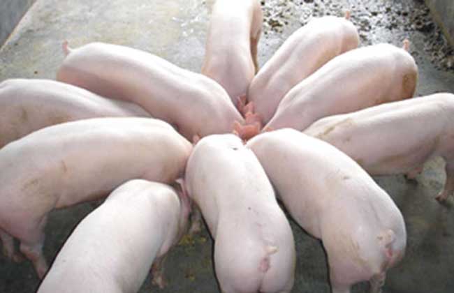 猪流行性腹泻