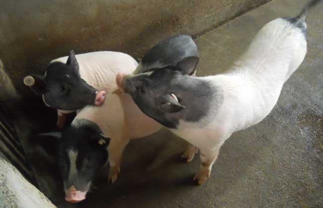 巴马香猪养殖技术