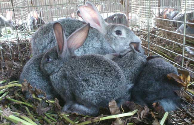 兔子疾病防治技术