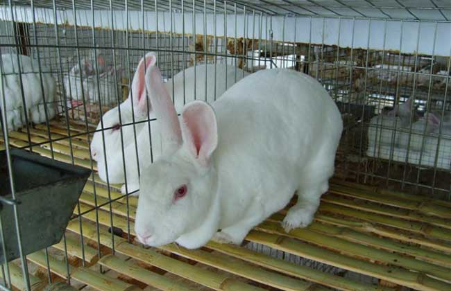 兔子疾病防治技术