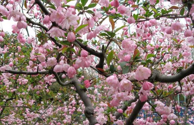 樱花树栽培几年开花