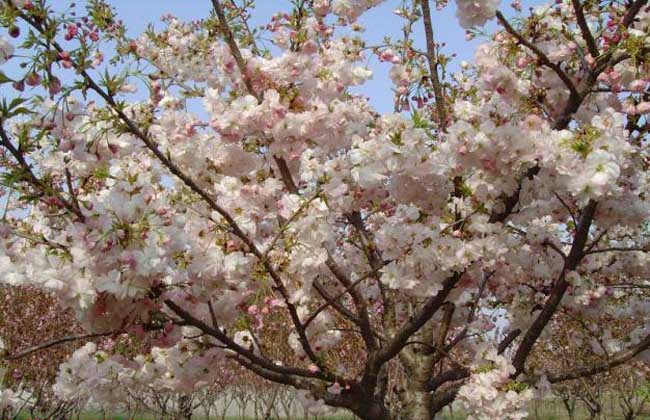 樱花树有什么作用