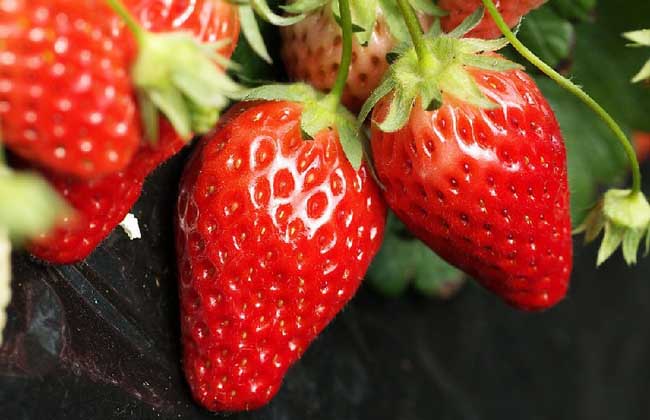 怎么种草莓好看